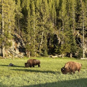 2 Bison Glass (Portrait)