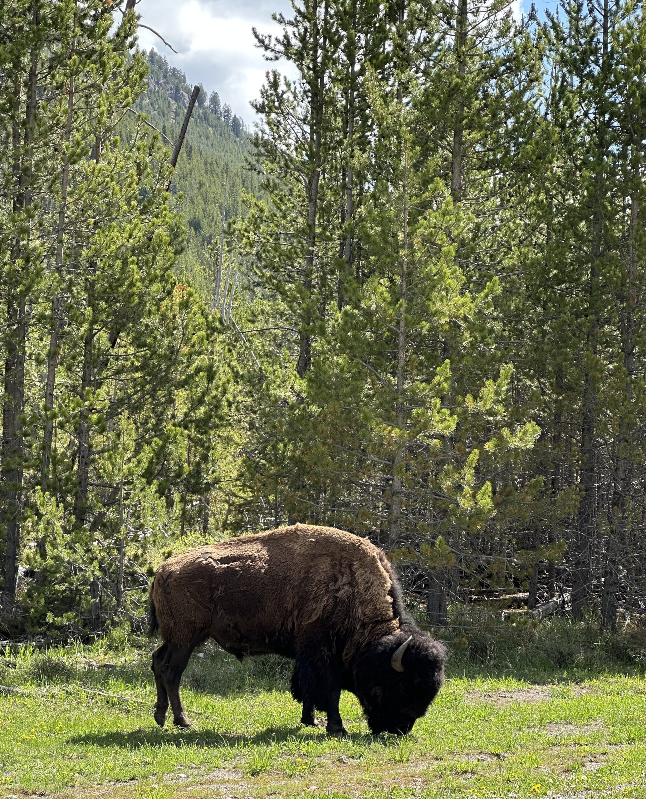 Yellowstone Buffalo Pillow - Image 2