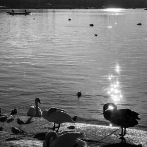 Swiss Swans Monochrome Glass (Portrait)