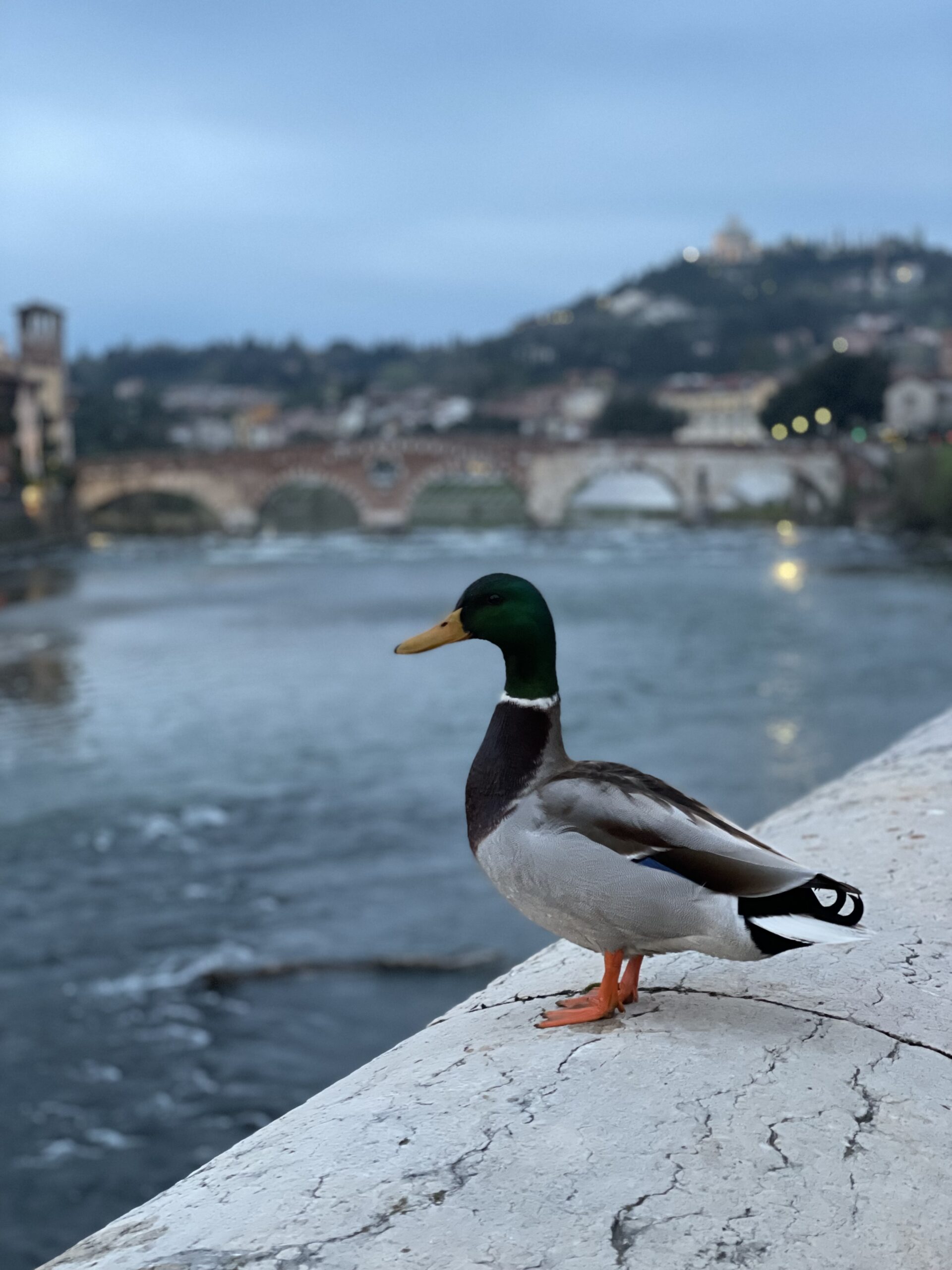Verona Duck Pillow - Image 2